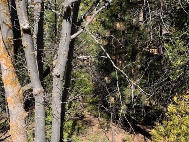 Land for sale in Lake Arrowhead, San Bernardino County