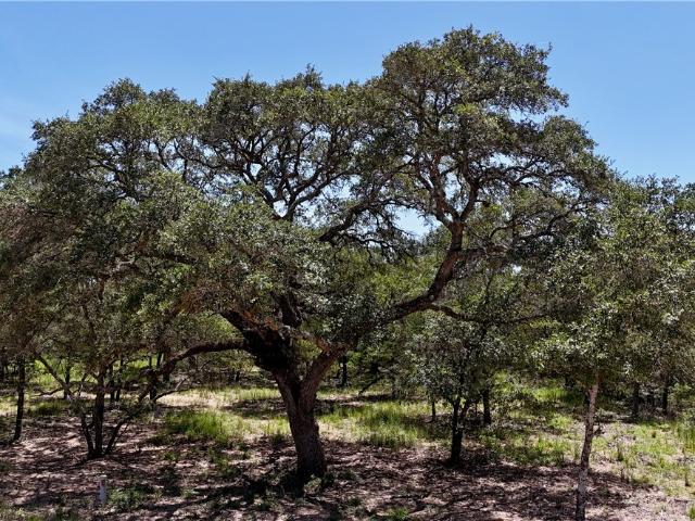 Land for sale in Hallettsville, Texas