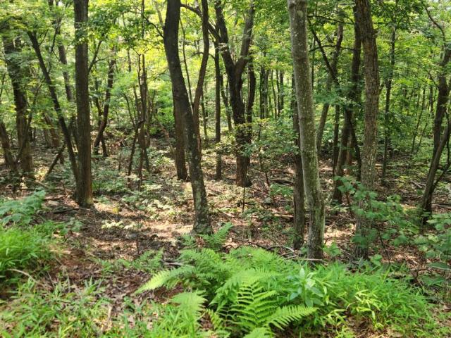 Land for sale in West Virginia