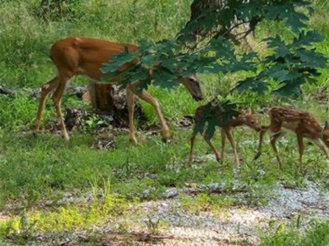 Land for sale in Wright City, Missouri