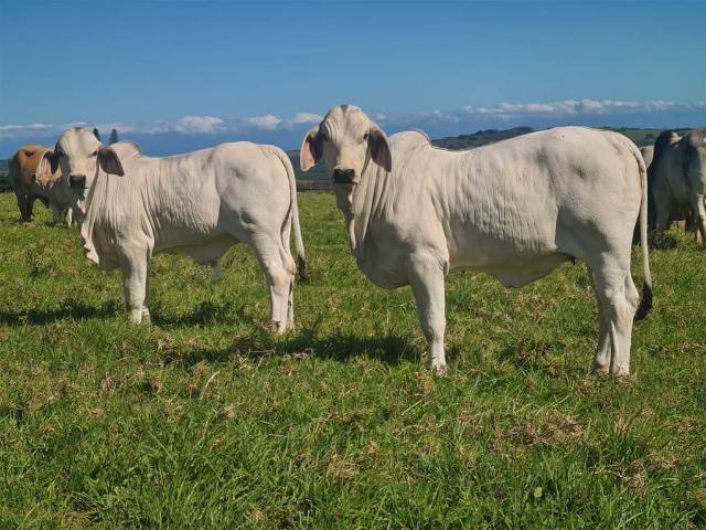 Commercial Land for sale in Eastern Cape