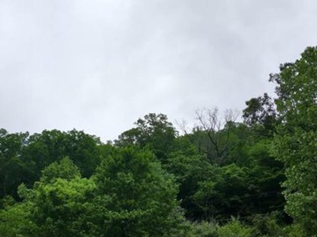 Land for sale in Davy, West Virginia