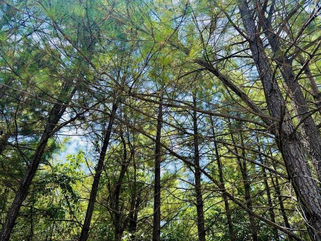 Land for sale in Broken Bow, Oklahoma