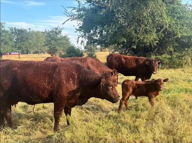 Farm for sale in Springtown, Parker County