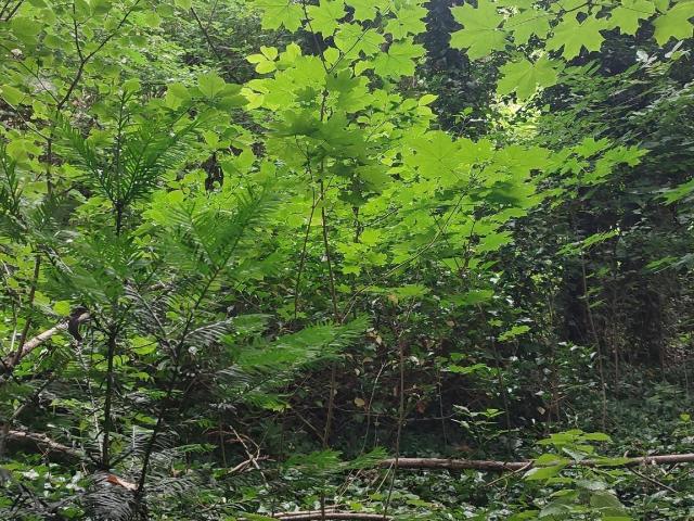 Immobilie kaufen in Wolfsberg, Kärnten