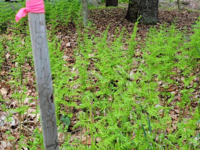 Land for sale in Pennsylvania