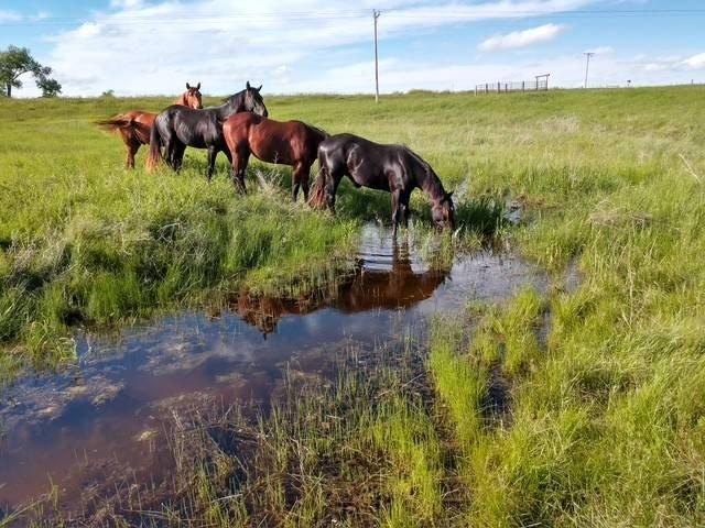 Farm for sale in White Owl, South Dakota