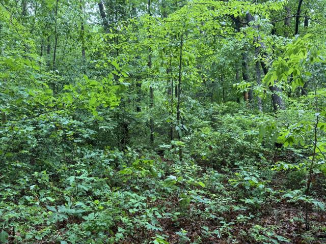 Land for sale in Tennessee