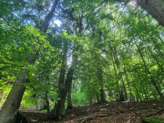 Landwirtschaft kaufen in Ferndorf, Kärnten
