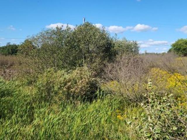 Land for sale in LeRoy, Osceola County
