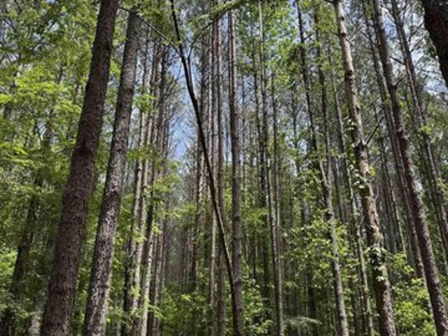 Land for sale in West Blocton, Alabama