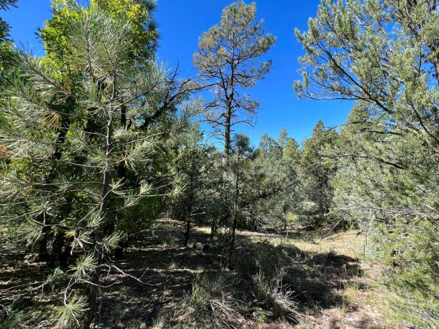 Land for sale in Ramah, New Mexico