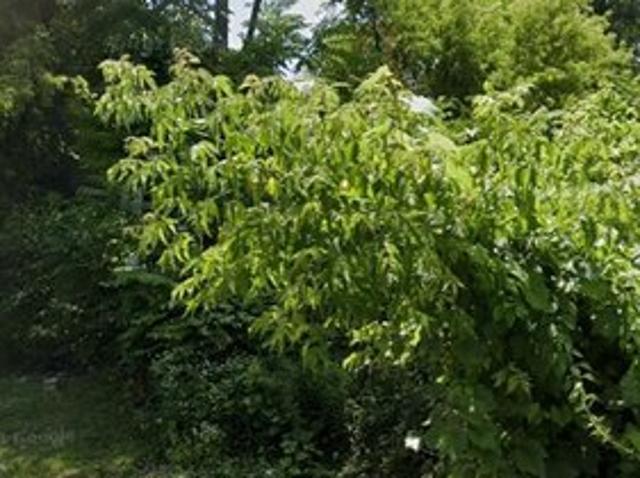 Land for sale in Albany, New York