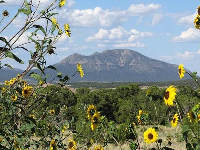 Land for sale in Placitas, New Mexico