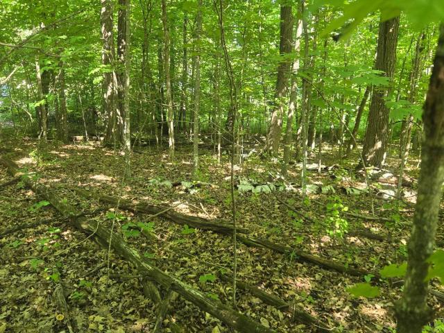 Land for sale in Longville, Minnesota