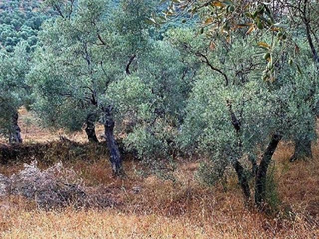 Milas, Muğla içerisinde satılık mülk