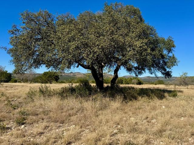 Land for sale in Camp Wood, Texas