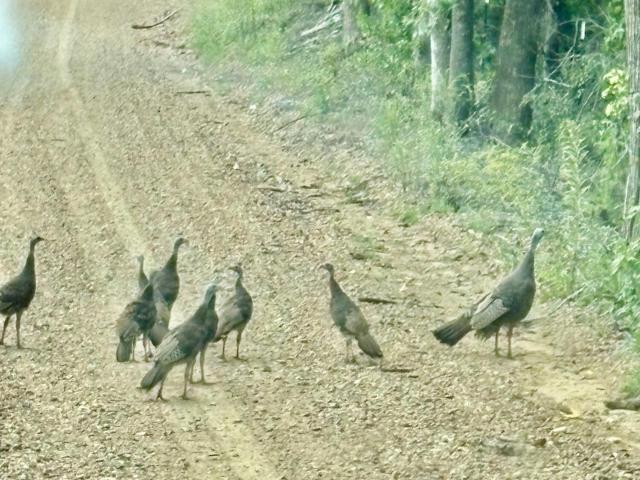 Land for sale in Oakland, Mississippi