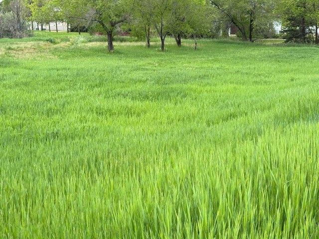 Land for sale in Sidney, Montana