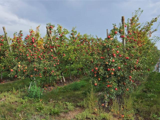 Farm for sale in Quincy, Washington