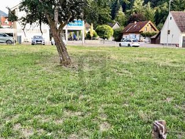 Erdgeschosswohnung kaufen in Münstertal, Baden-Württemberg