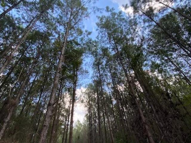 Land for sale in Kountze, Texas
