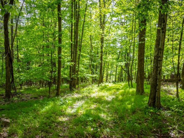 Land for sale in Canaan, Connecticut
