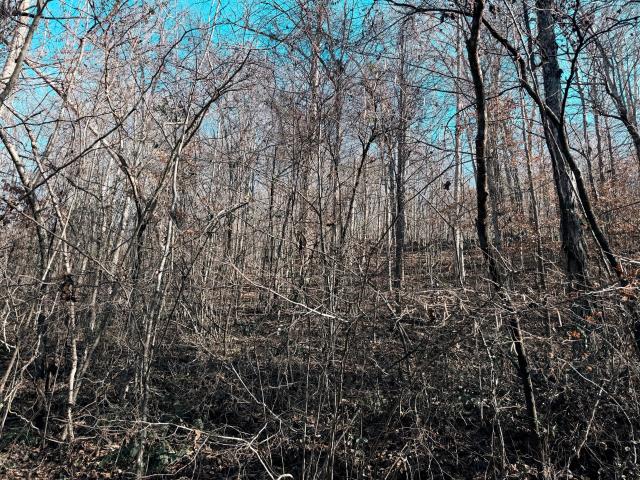 Land for sale in Monticello, Kentucky