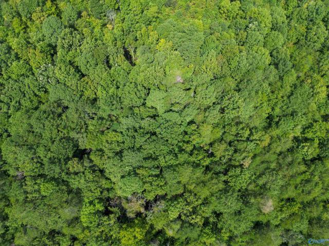 Land for sale in Hammondville, Fort Payne