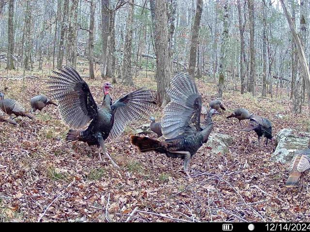 Land for sale in Scottsboro, Alabama