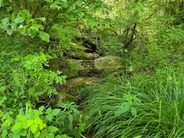 Land for sale in Buckhorn, Kentucky