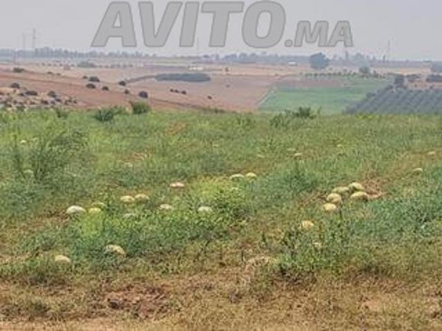 Propriété vente à Sidi Allal El Bahraoui