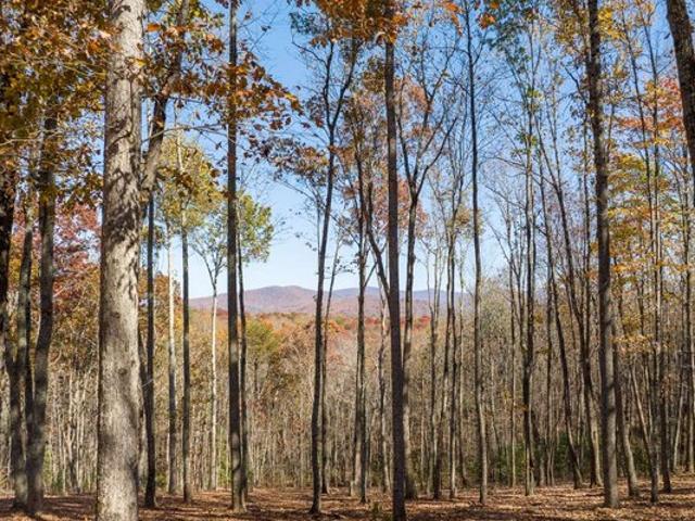 Land for sale in Gilmer, Georgia