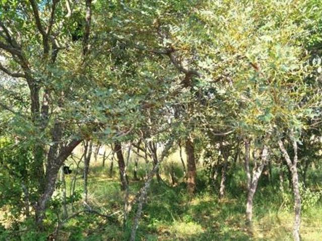 Property for sale in Limpopo