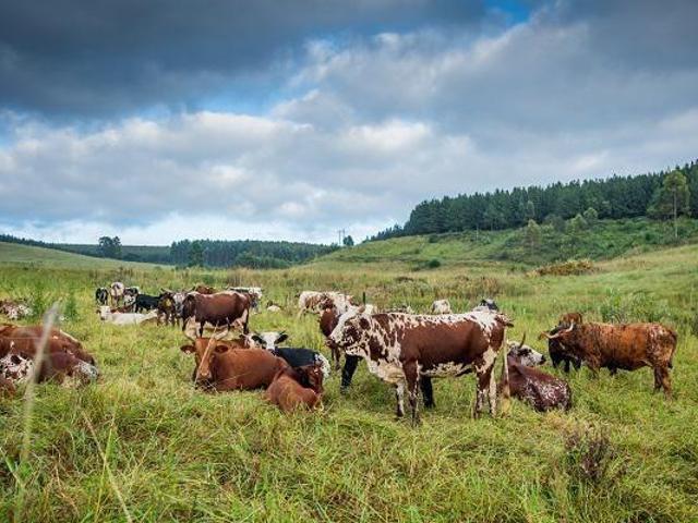Property for sale in Umgungundlovu, Kwazulu-natal