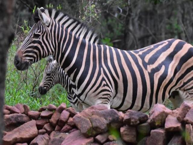Property for sale in Limpopo