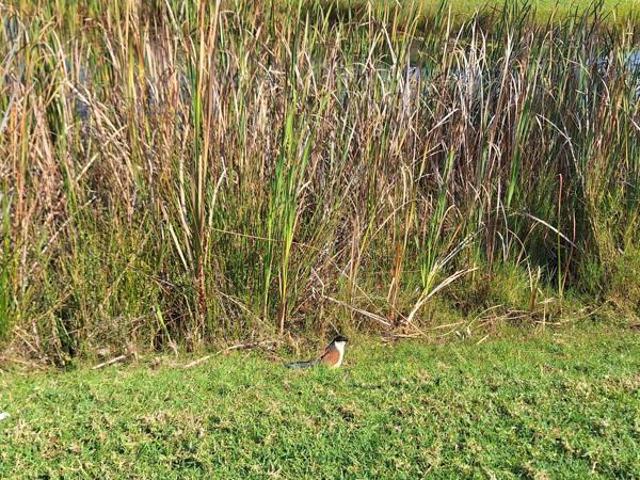 Property for sale in Limpopo