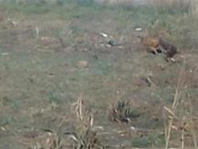 Property for sale in Lejweleputswa, Free State