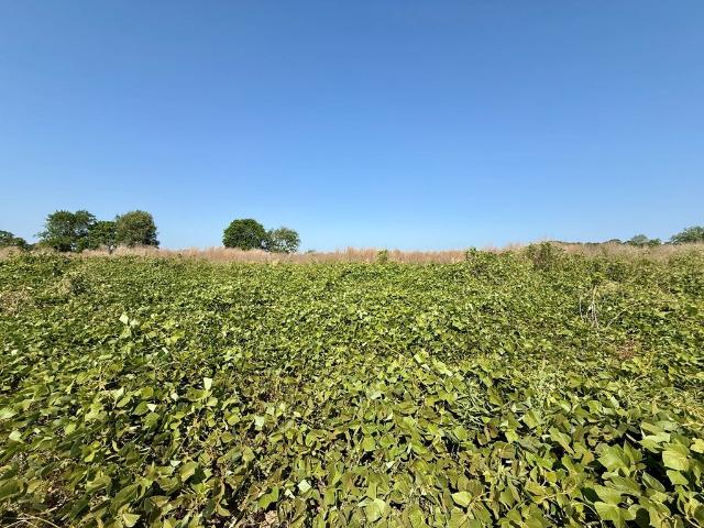 Land for sale in Newton, Alabama