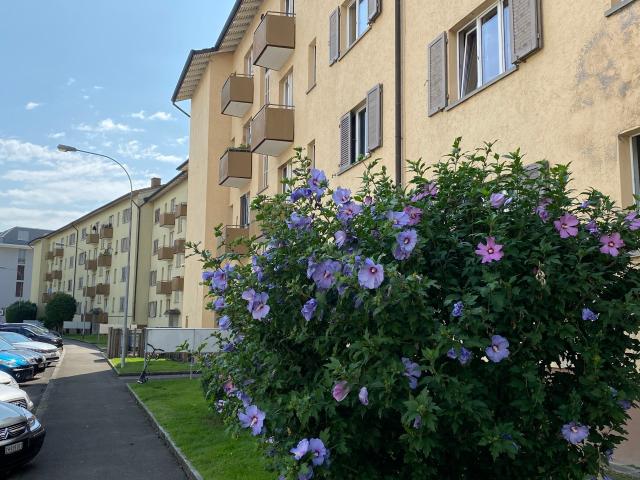 Apartment mieten in Schlieren, Zürich