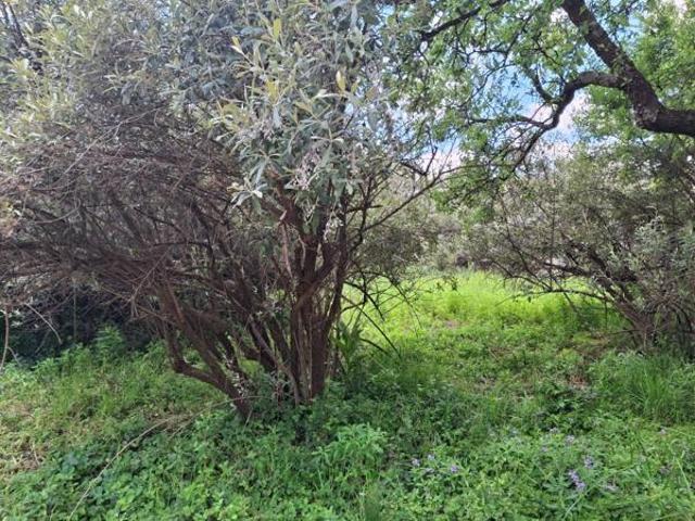 Property for sale in Koppies, Free State