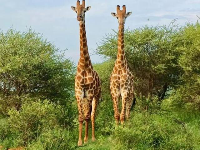 Property for sale in Groblersdal, Limpopo