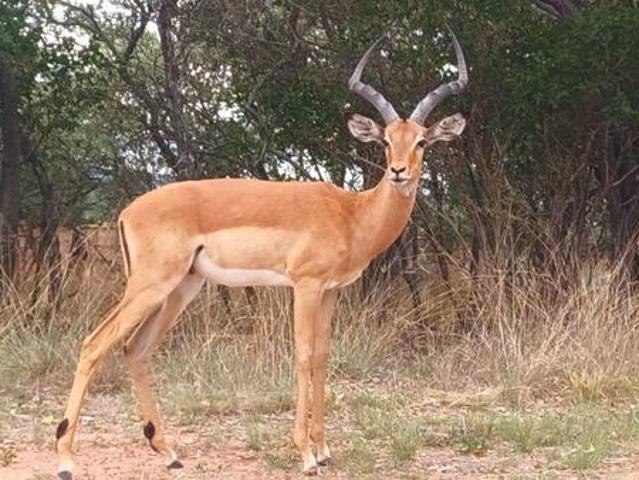 Property for sale in 57 Waterberg, Lephalale Local Municipality
