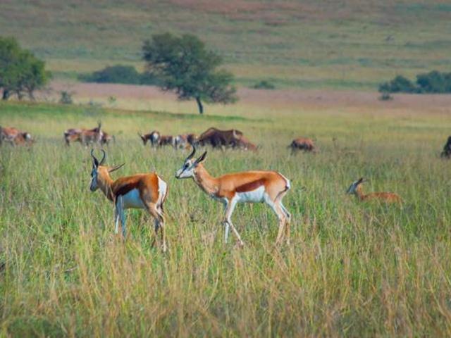 Land for sale in Westonaria, Gauteng