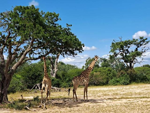 Land for sale in Mopani, Limpopo