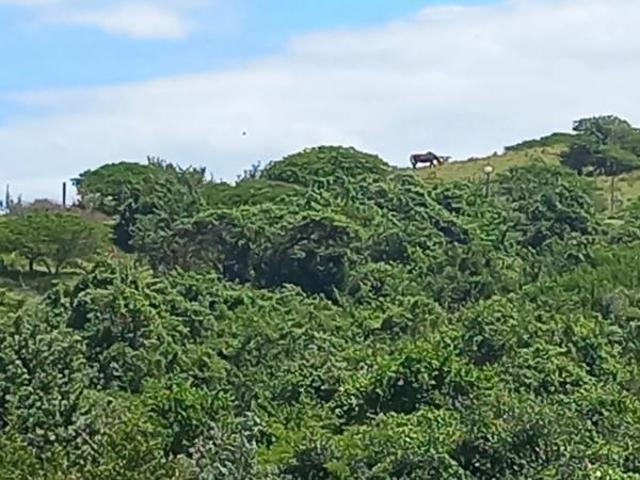 Property for sale in Amathole District Municipality, Eastern Cape