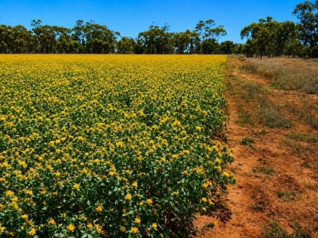 Cottage for sale in Bogan, New South Wales