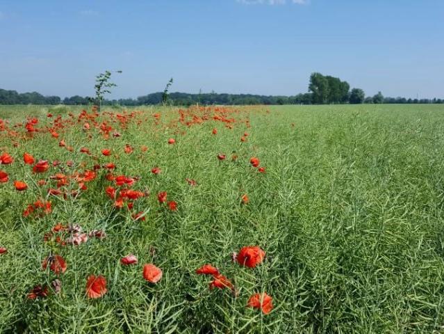 Grunt na sprzedaż w Trzebiatów, Zachodniopomorskie