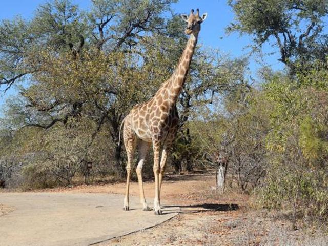 Land for sale in Mopani, Limpopo
