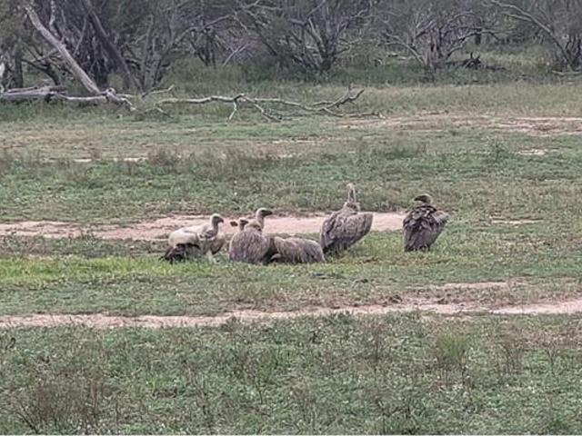 Land for sale in Mopani, Limpopo